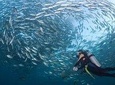 Shipwreck Tulamben Diving Tours