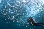 Shipwreck Tulamben Diving Tours