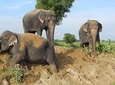 Pickup New Delhi & Visit To Tajmahal - Agra Fort & Wildlife SOS & Drop Jaipur