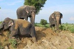 Pickup New Delhi & Visit To Tajmahal - Agra Fort & Wildlife SOS & Drop Jaipur