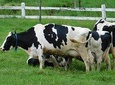 2D1N KINABALU PARK & PORING CANOPY WALK & DESA COW FARM TOUR