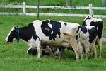 2D1N KINABALU PARK & PORING CANOPY WALK & DESA COW FARM TOUR