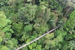 Hanging Bridges + La Fortuna Waterfall + Farm Lunch