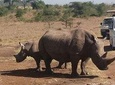 Nairobi National Park Game Drive Joining Safari