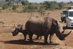 Nairobi National Park Game Drive Joining Safari