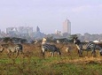 Day Tour in Nairobi Inclusive of Fees with Hotel Pickup