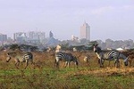 Day Tour in Nairobi Inclusive of Fees with Hotel Pickup