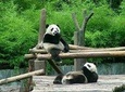 Private Transfer between Shanghai Zoo and City Hotels
