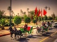 Palm Groves and Gardens by Horse Drawn Cart