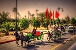 Palm Groves and Gardens by Horse Drawn Cart