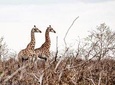 Kruger National Park - 2 Days (Open Vehicle)