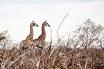 Kruger National Park - 2 Days (Open Vehicle)