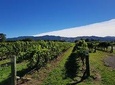 Marlborough Wine Region Tour from Blenheim 10am