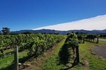 Marlborough Wine Region Tour from Blenheim 10am