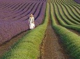 The Lavender country - Private tour with a local guide
