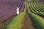 The Lavender country - Private tour with a local guide