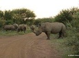 2 Day 4 Star Pilanesberg Safari Private transfer from Johannesburg or Pretoria