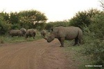2 Day 4 Star Pilanesberg Safari Private transfer from Johannesburg or Pretoria