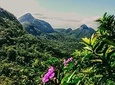 Tijuca Forest Adventure Full-Day Hike (Small-Group or Private)