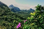 Tijuca Forest Adventure Full-Day Hike (Small-Group or Private)