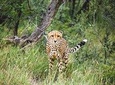 Full-Day Pilanesberg Nature Reserve and Sun City Tour from Johannesburg