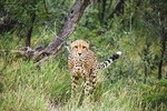 Full-Day Pilanesberg Nature Reserve and Sun City Tour from Johannesburg