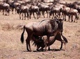 8-Day Amazing Kenya Holiday Safari