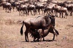 8-Day Amazing Kenya Holiday Safari
