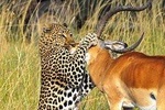 5-Day Lake Naivasha, Lake Nakuru and Masai Mara Family Safari