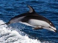 Dolphin Watching + 4 Islands Tour - From Faro