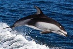 Dolphin Watching + 4 Islands Tour - From Faro