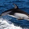 Dolphin Watching + 4 Islands Tour - From Faro