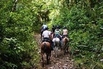 Horseback Riding to Conchal Beach - Optional Snorkeling