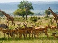2 Days Short and Exciting Mikumi National Park Safari 