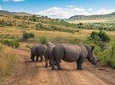 Sun City & Pilanesberg Game Reserve (Closed Vehicle)