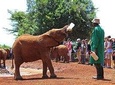 Nairobi Best Guided Day Tour to Elephant Orphanage & Giraffe Center 