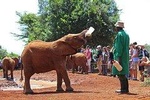 Nairobi Best Guided Day Tour to Elephant Orphanage & Giraffe Center 