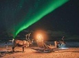 Night Reindeer Sledding with Camp Dinner and Chance of Northern Lights