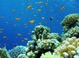 Snorkeling at Blue Lagoon Bali