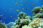 Snorkeling at Blue Lagoon Bali