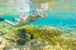 Dumaguete Apo Island Snorkeling Tour