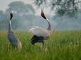 Private Tour Guide In Bharatpur Bird Sanctuary With Optional Transportation