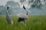 Private Tour Guide In Bharatpur Bird Sanctuary With Optional Transportation