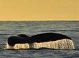Sunset Whale Cruise in Cabo San Lucas