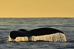 Sunset Whale Cruise in Cabo San Lucas