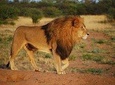 3-Day Serengeti Guided Safari from Mwanza