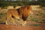 3-Day Serengeti Guided Safari from Mwanza