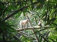 Srimangal Nature Tour in forest and tea garden