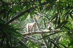 Srimangal Nature Tour in forest and tea garden