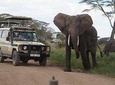 3 Days Serengeti and Ngorongoro Crater Safari from Mwanza to Arusha